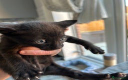 Siamese cats for sale: Siamese Cross Kittens - Image 11