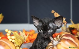 Devon Rex cats for sale: 🎉❤️ Full pedigree, healthy Devon rex boy 🎉❤️ - Image 6