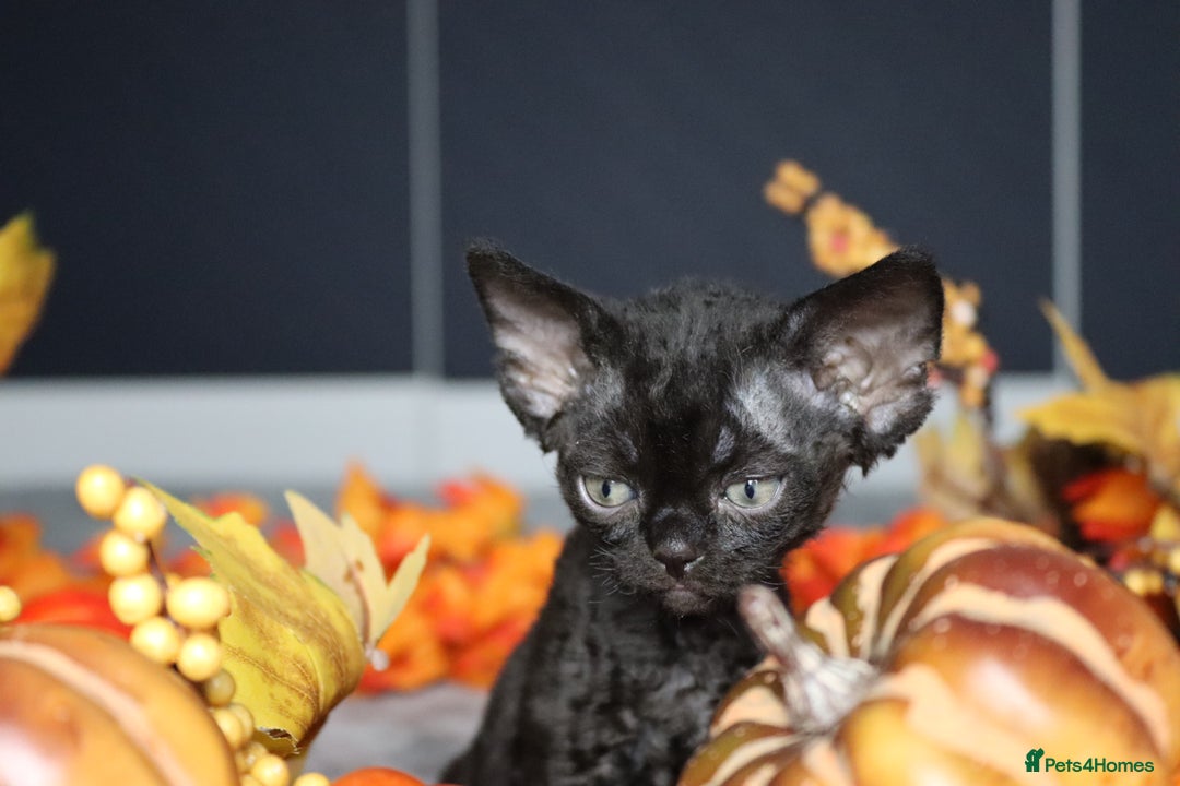 Devon Rex cats for sale: 🎉❤️ Full pedigree, healthy Devon rex boy 🎉❤️ - Image 6