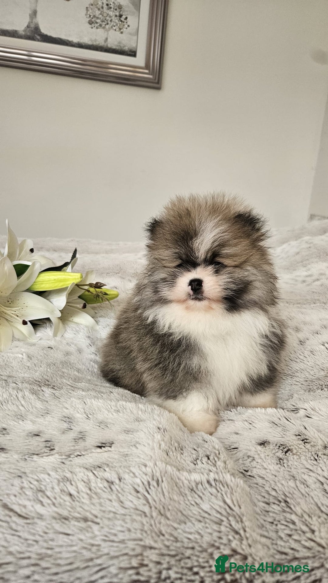 Pomeranian dogs for sale: Little beautiful pomeranians Tamworth  - Advert 13