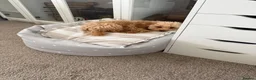 Cavapoo dogs for sale: 10 Month old beautiful baby girl available  - Advert 6