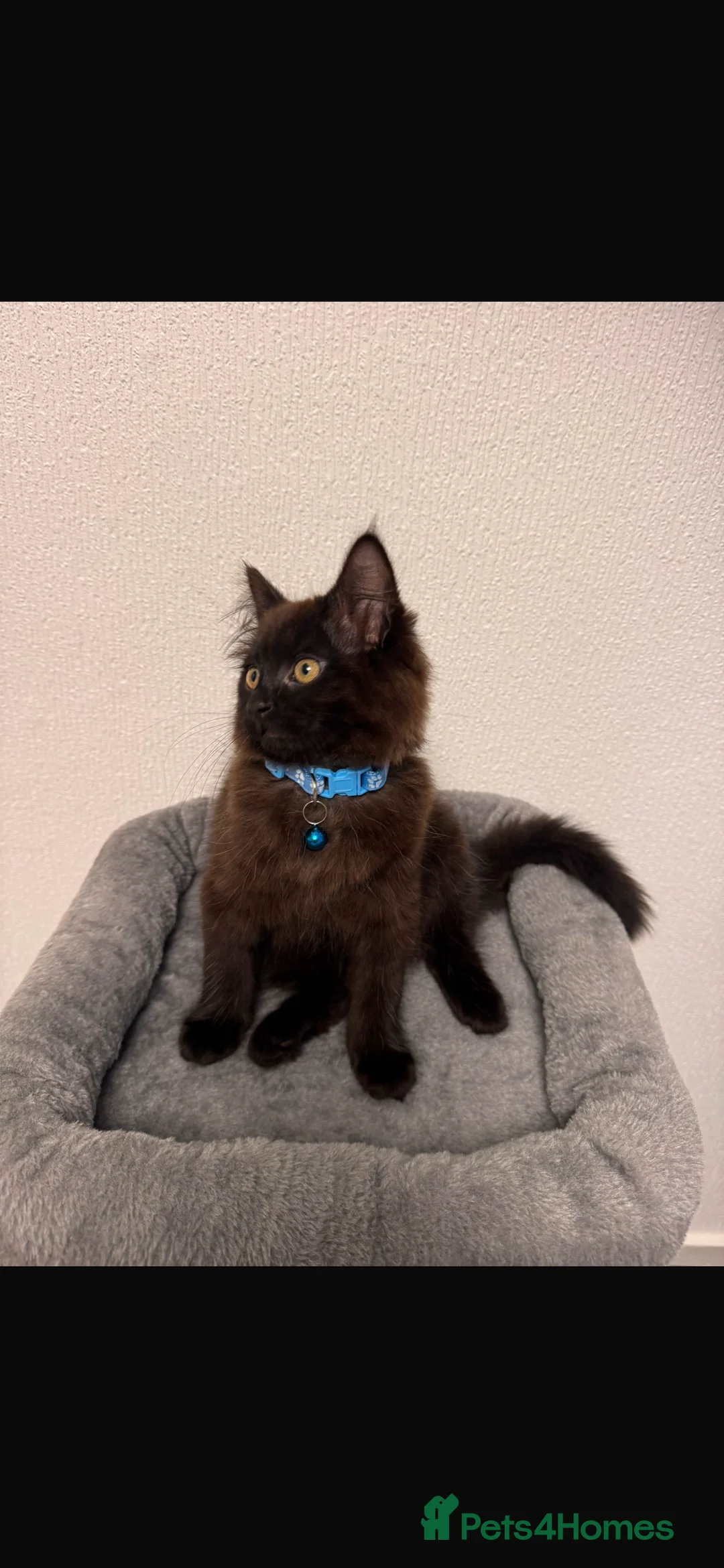 Mixed Breed cats for sale: 11 Week Old Kitten  - Advert 4