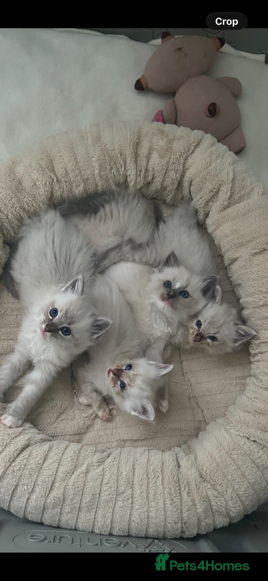 Ragdoll cats Ragdoll kittens - Advert 6