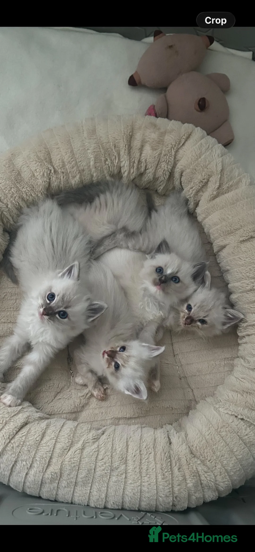 Ragdoll cats for sale: Ragdoll kittens - Advert 1