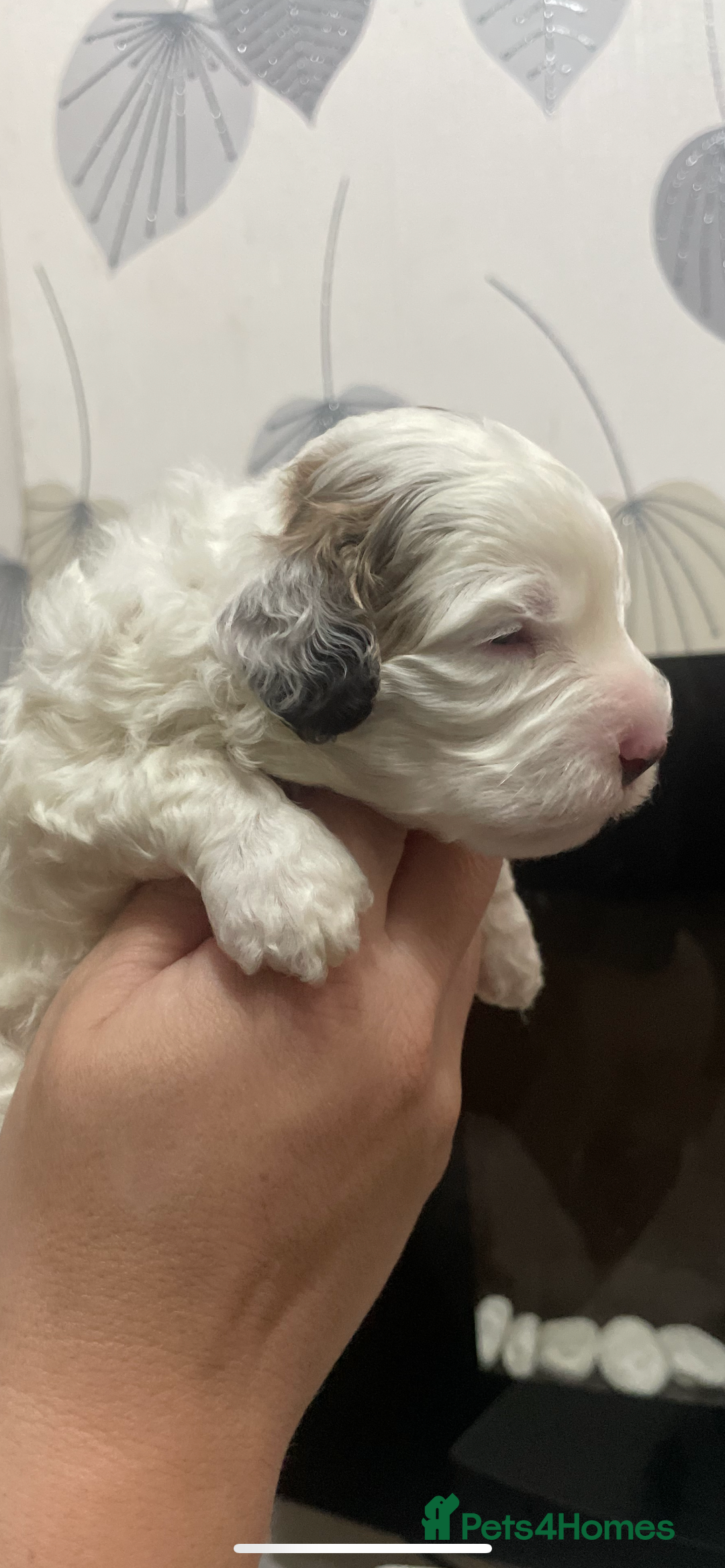 Cockapoo dogs for sale: F1b cockapoo puppies ready now - Advert 30