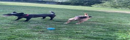 Belgian Shepherd Dog dogs for sale: MALI PUPPIES  - Advert 11