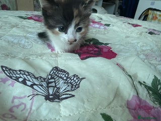 Mixed Breed cats 1 adorable kittens looking for a home - Advert 5