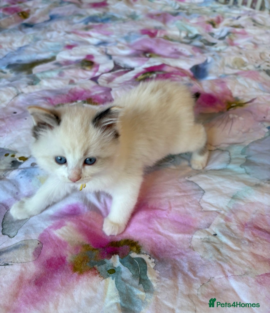 Ragdoll cats for sale: Kittens from Extensively Health Tested Parents - Advert 10