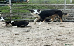 Border Collie dogs for sale: Farm Bred Border Collie Pups - Advert 2