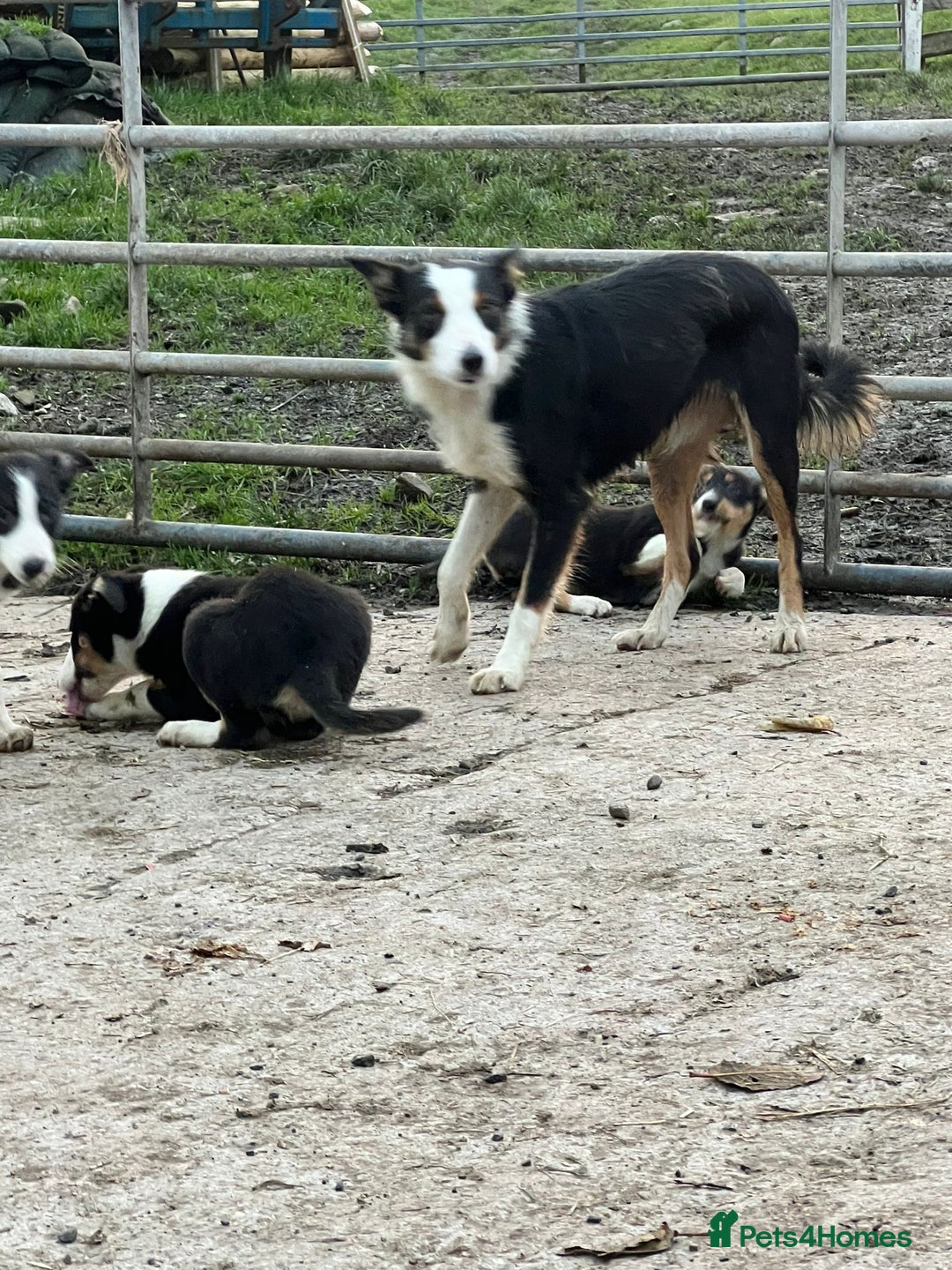 Border Collie dogs for sale: Farm Bred Border Collie Pups - Advert 2