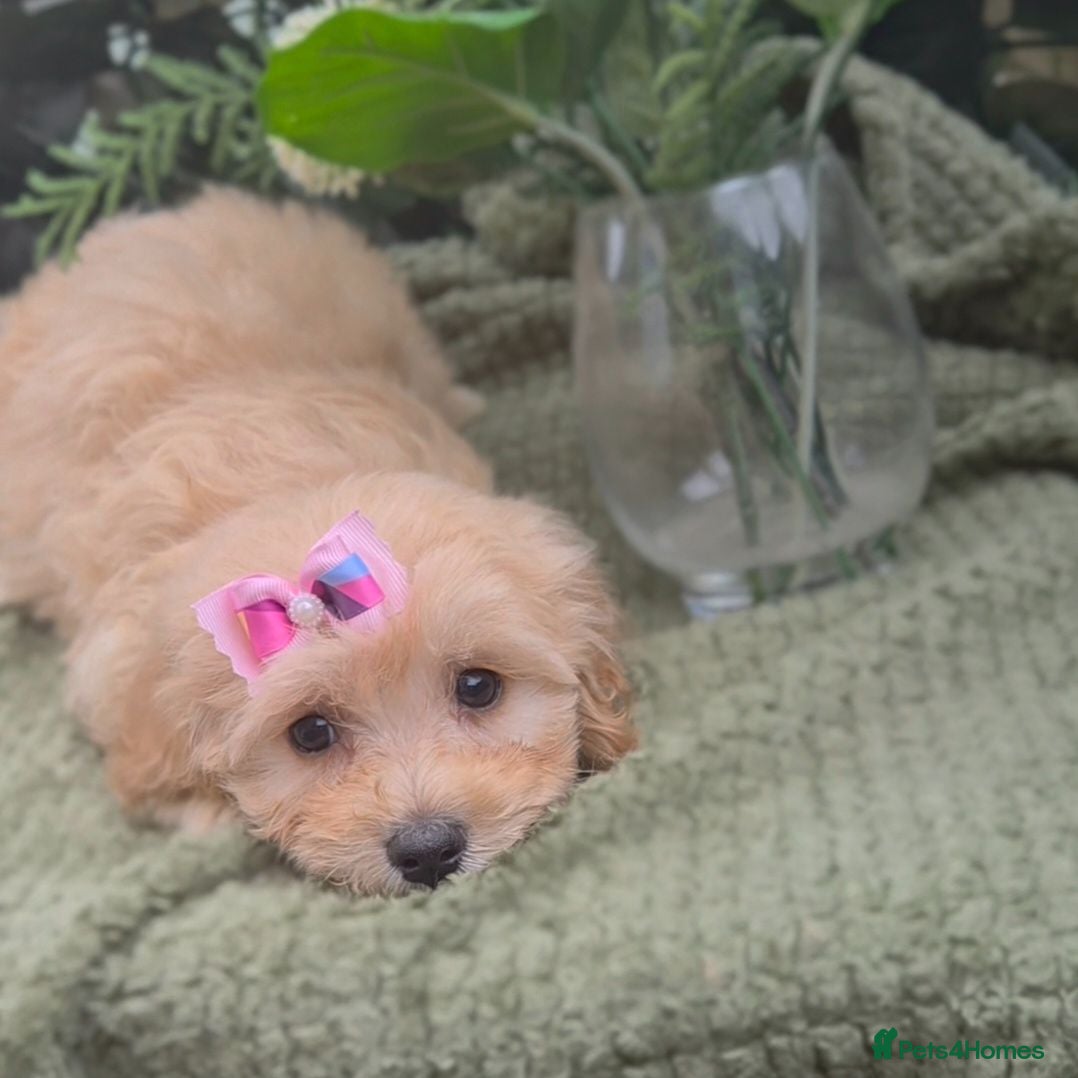 Maltipoo dogs Quality Toy Maltipoos Japan & USA CHAMPION lines  - Advert 1