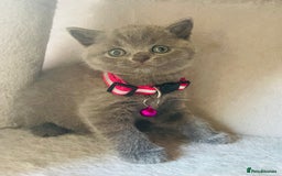 British Shorthair cats for sale: Female pure British shorthair kittens - Image 12