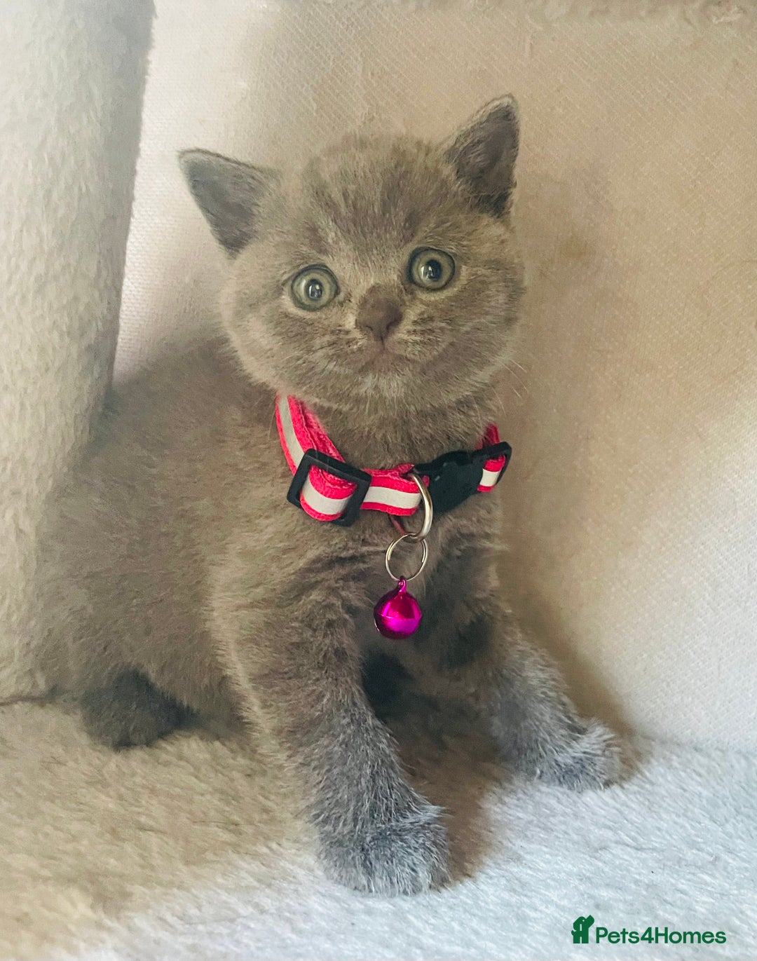 British Shorthair cats for sale: Female pure British shorthair kittens - Image 12