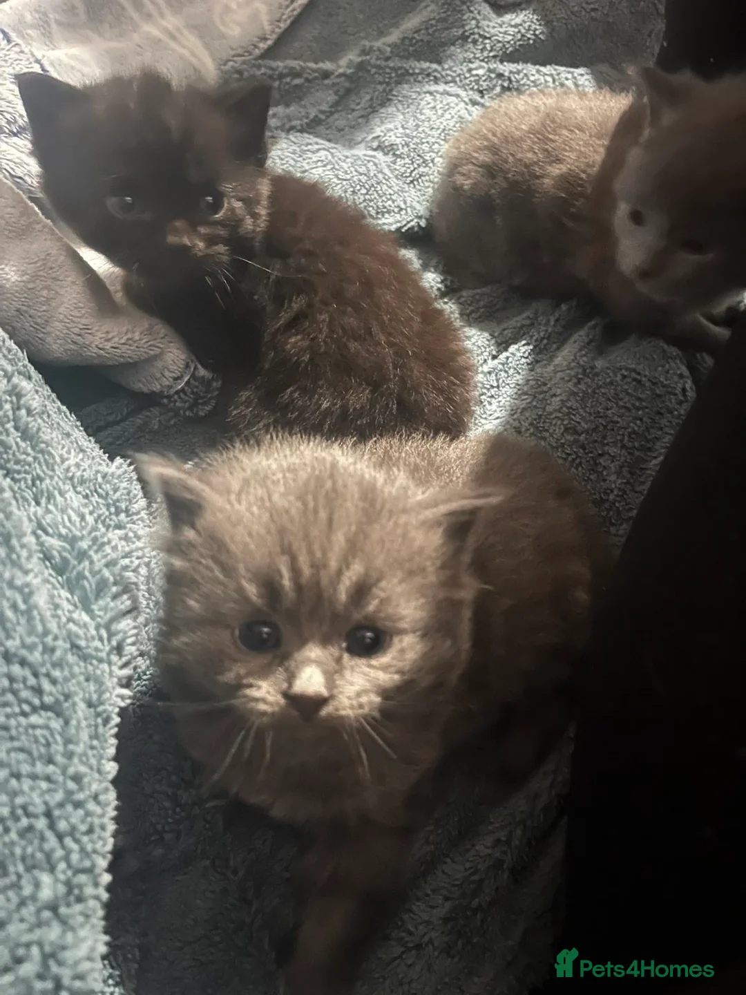Mixed Breed cats for sale: Mixed breed kittens  - Advert 8