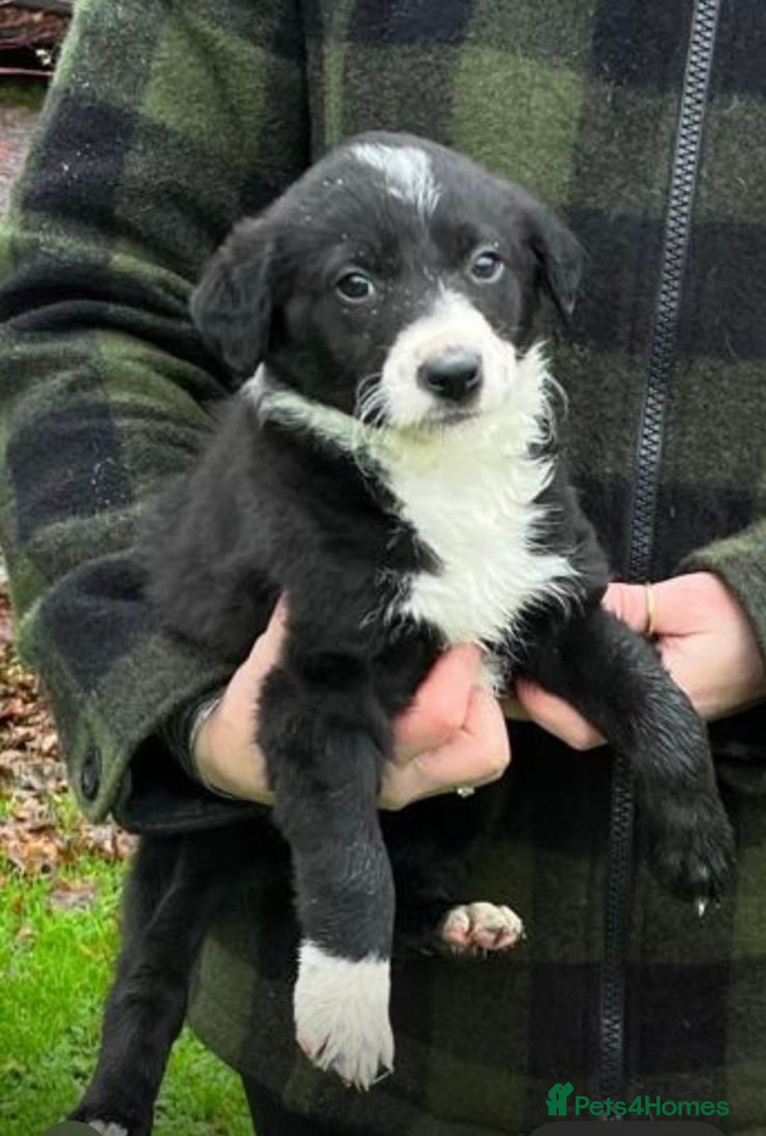 Border Collie dogs for sale: 🐶3 Female Border Collie Pups 🐶  - Advert 1
