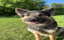 German Shepherd dogs for sale: German shepherd puppies for sale  - Image 4