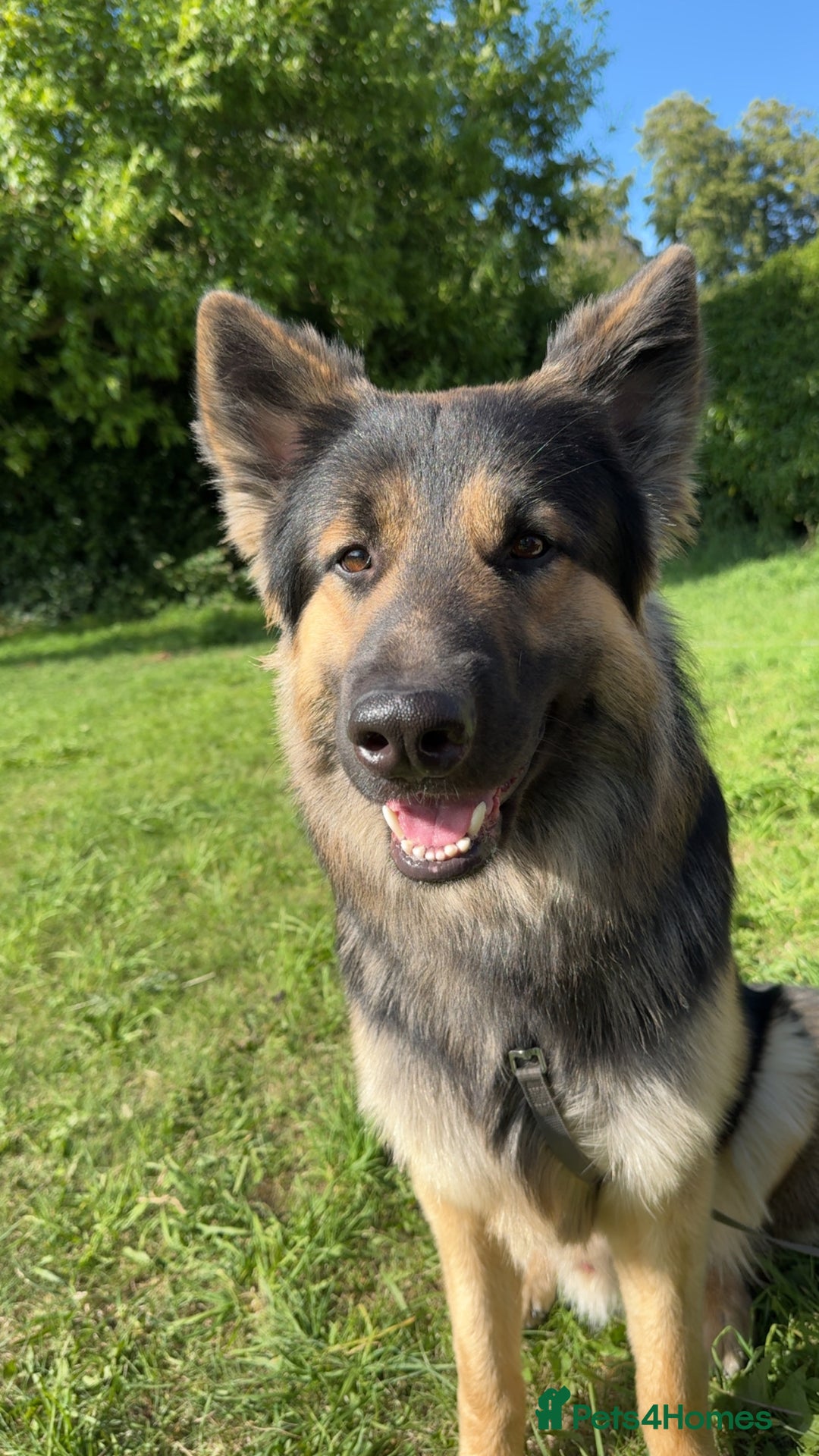 German Shepherd dogs for sale: German shepherd puppies for sale  - Image 4