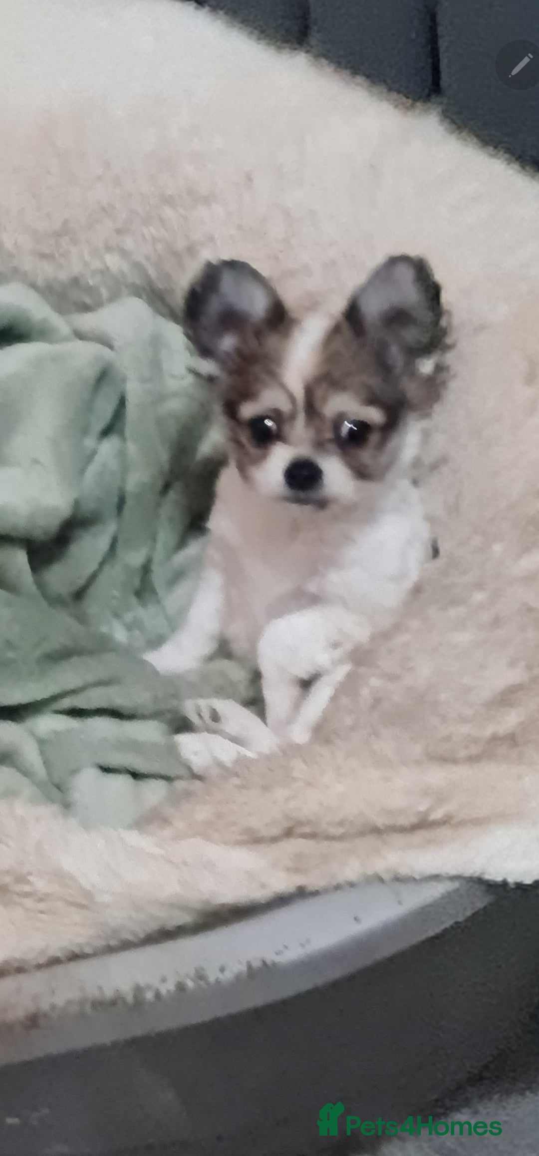 Chihuahua dogs for sale: Chihuahua for sale  - Advert 8