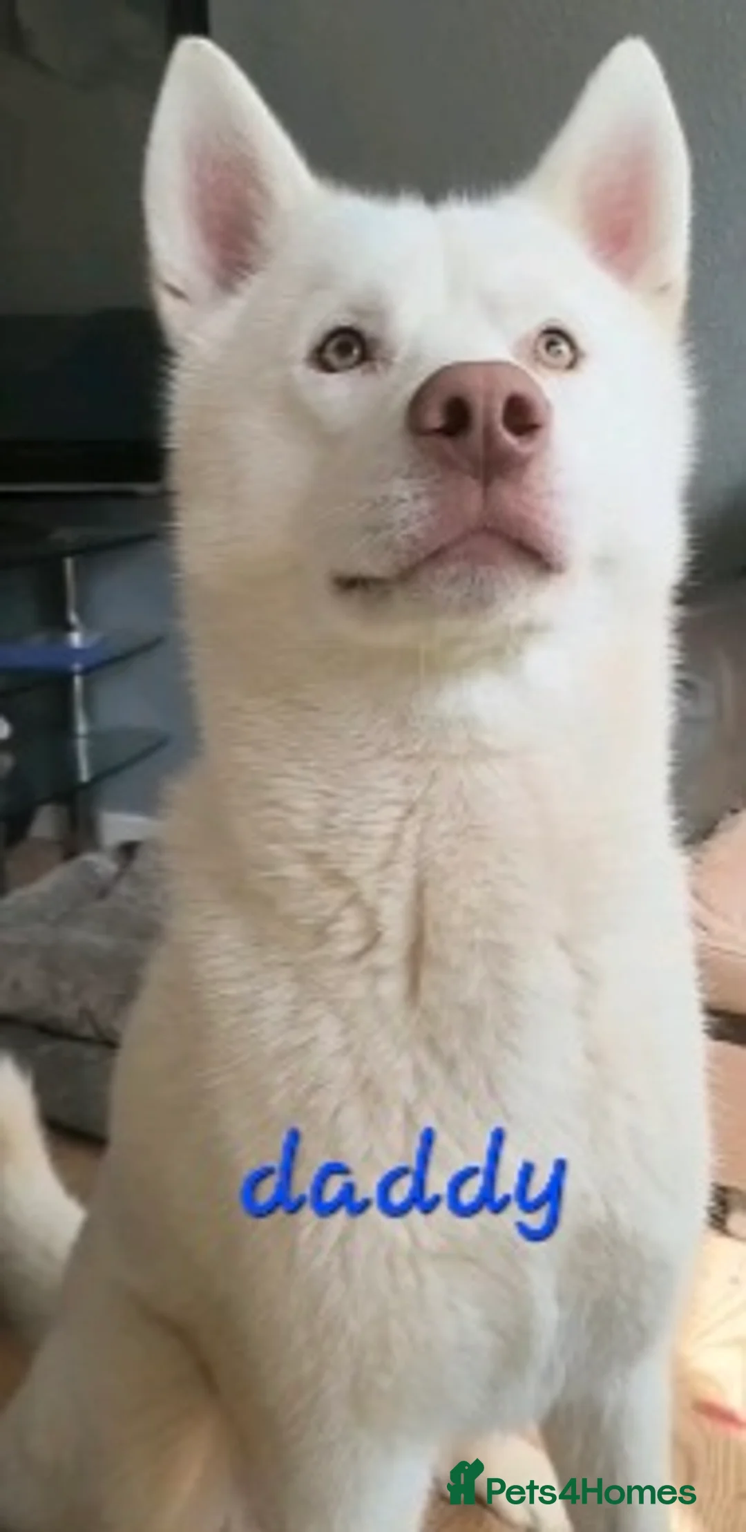 Siberian Husky dogs for sale: Fluffy & Smart Siberian Huskies 2 girls left - Advert 16