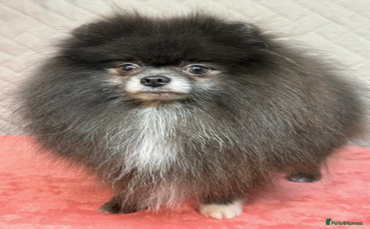 Pomeranian dogs - Advert 4