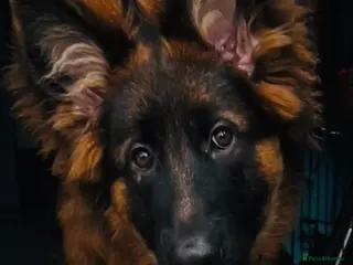 German Shepherd dogs 6 month old German Shepard Puppy for sale - Advert 5