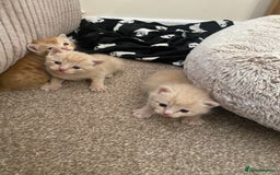 Domestic Shorthair cats for sale: Cream and ginger girls  - Image 1