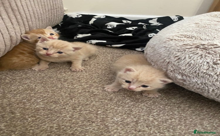 Domestic Shorthair cats - Advert 4