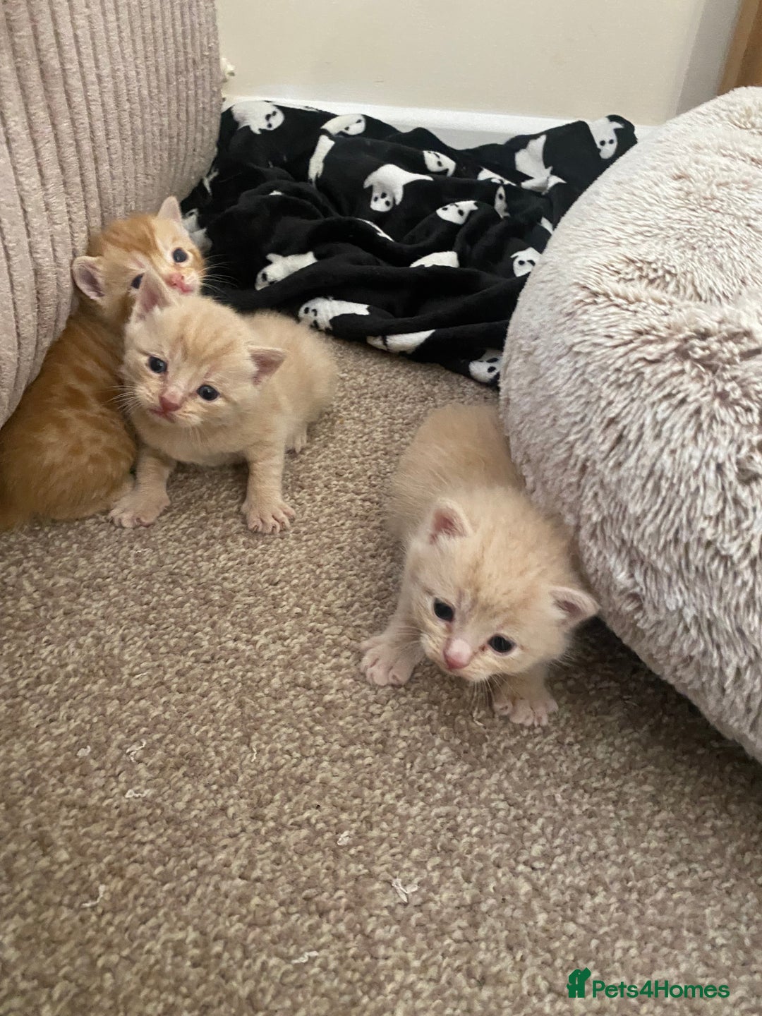 Domestic Shorthair cats for sale: Cream and ginger girls  - Image 1