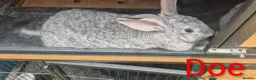 New Zealand rabbits for sale: Beautiful Rare Blue/Grey New Zealand bunny's  - Advert 3