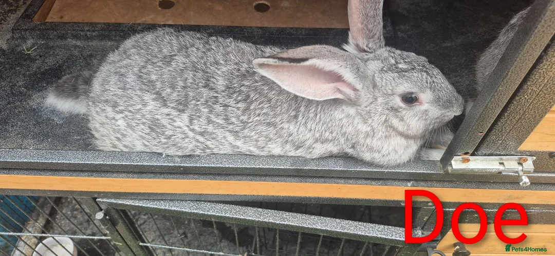 New Zealand rabbits for sale: Beautiful Rare Blue/Grey New Zealand bunny's  - Advert 3