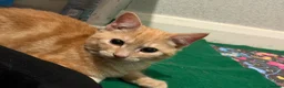Domestic Shorthair cats for sale: Harry 💙 please read description  in Buxton - Advert 9