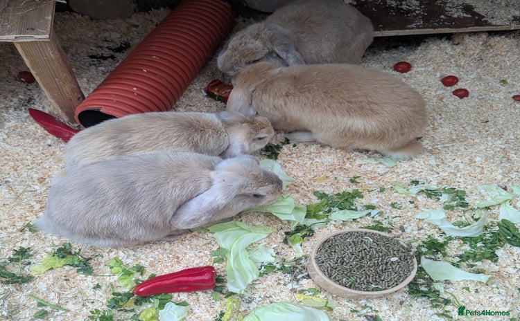 Dwarf Lop rabbits - Advert 1