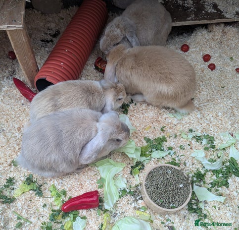 Dwarf Lop rabbits - Advert 2