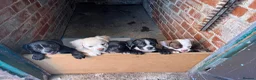 Mixed Breed dogs for sale: Boston cross frenchie - Advert 27