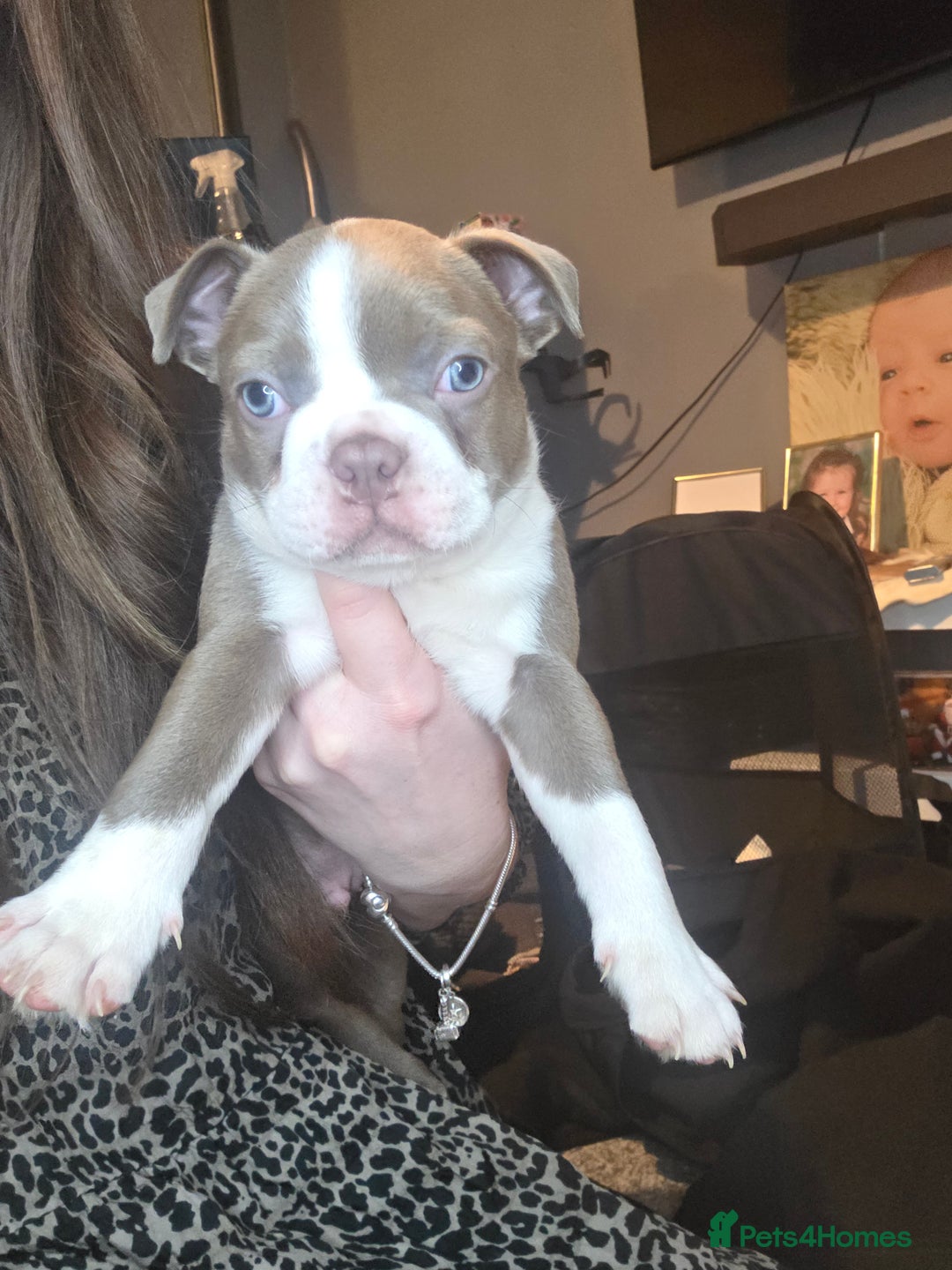 Boston Terrier dogs for sale: Blossom's Beautiful Bostons - Advert 12