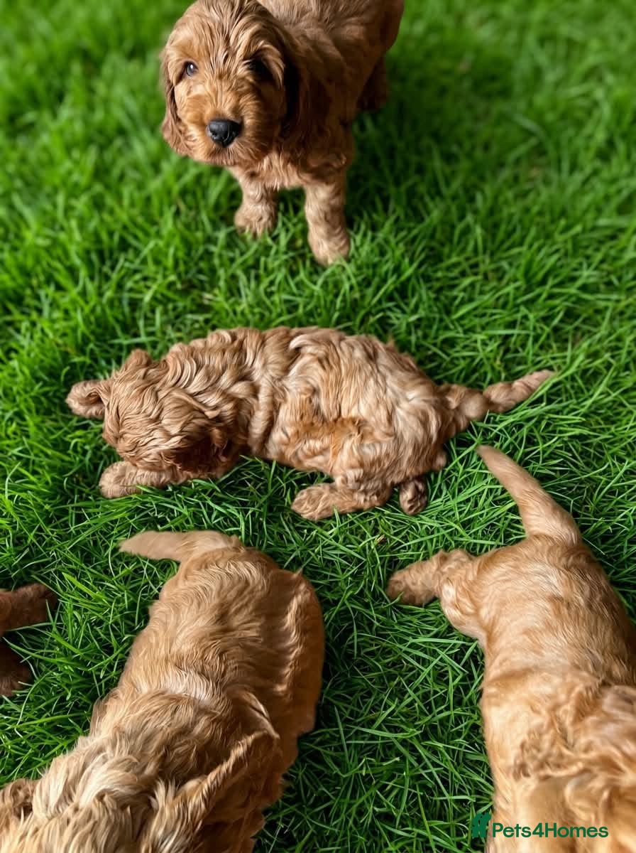 Cockapoo dogs Beautiful Cockapoo puppies - Advert 2