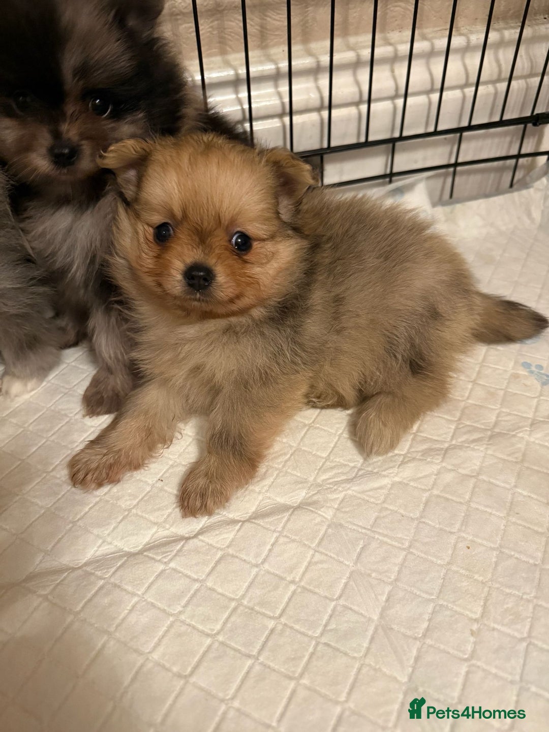 Pomeranian dogs for sale: Pom Puppies - Advert 29