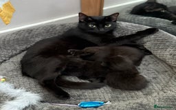 Domestic Shorthair cats for sale: 2 Adorable black kittens  - Image 5