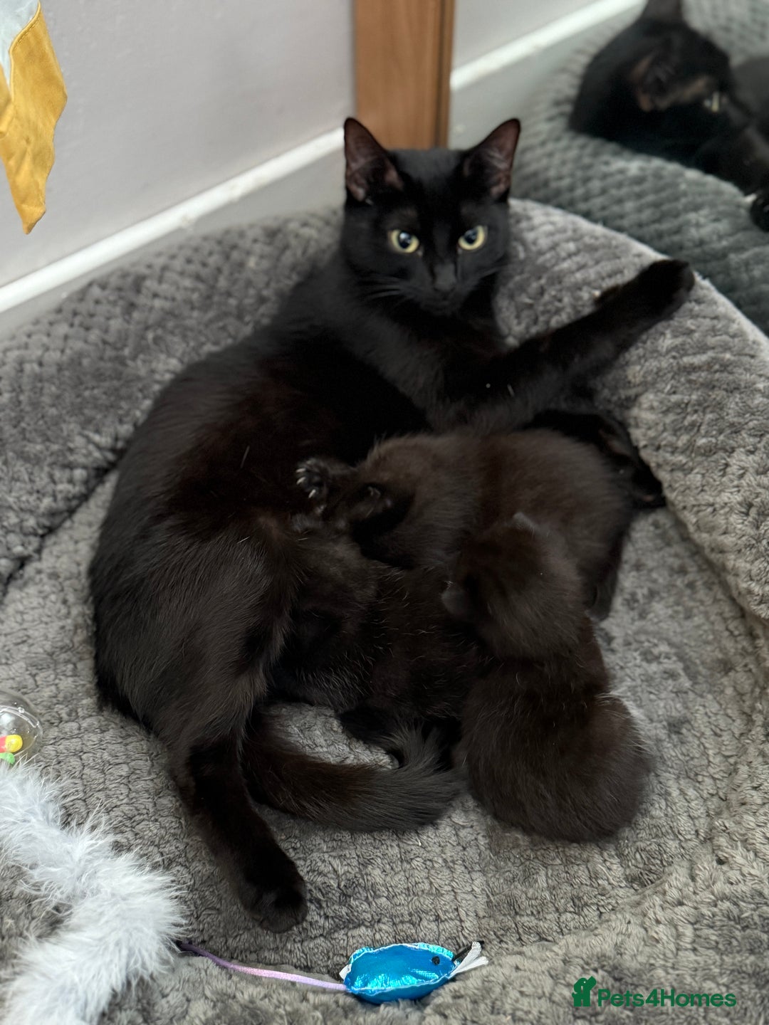 Domestic Shorthair cats for sale: 2 Adorable black kittens  - Image 5