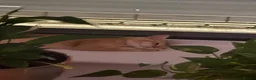 British Shorthair cats for sale: golden british shorthair - Advert 31