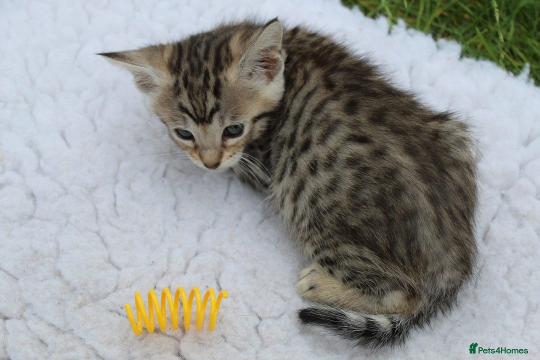 Savannah cats for sale: Stunning Savannahx Maine coons - Image 12
