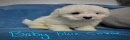 Bichon Frise dogs for sale: 6 Beautiful bichon frise puppies 🐶  in Doncaster - Advert 15