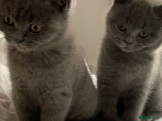 British Shorthair cats British Shorthair Blue Kittens 💛 Raised with Love - Advert 17