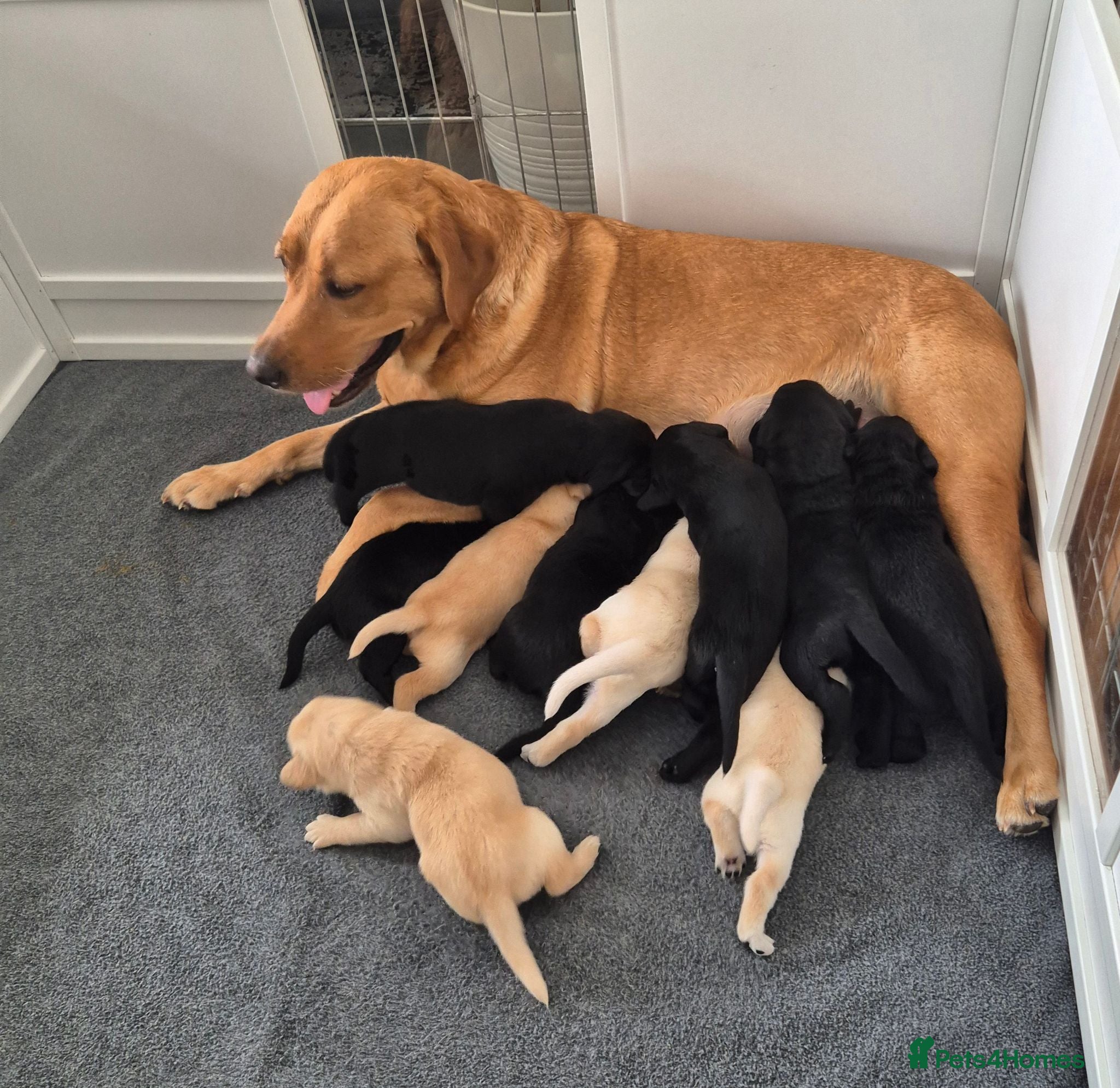 Labrador Retriever dogs Beautiful Labrador Puppies  - Advert 1