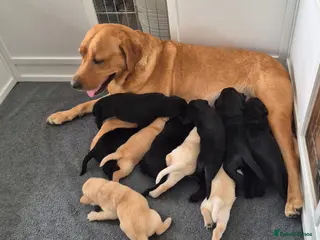 Labrador Retriever dogs Beautiful Labrador Puppies - Advert 1