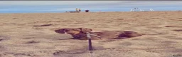 Dachshund dogs for stud: Miniature Dachshund for stud  in Newbiggin-by-the-Sea - Advert 1