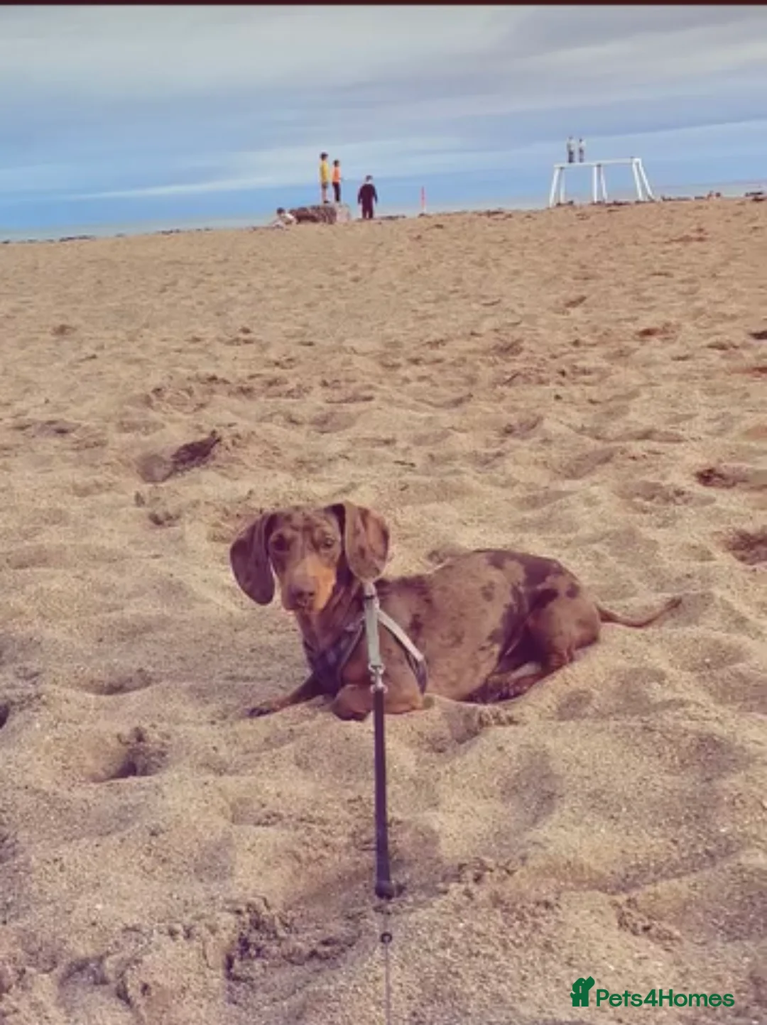 Dachshund dogs for stud: Miniature Dachshund for stud  in Newbiggin-by-the-Sea - Advert 1