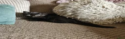 Mixed Breed cats for sale: 2 boys and a little girl - Advert 3