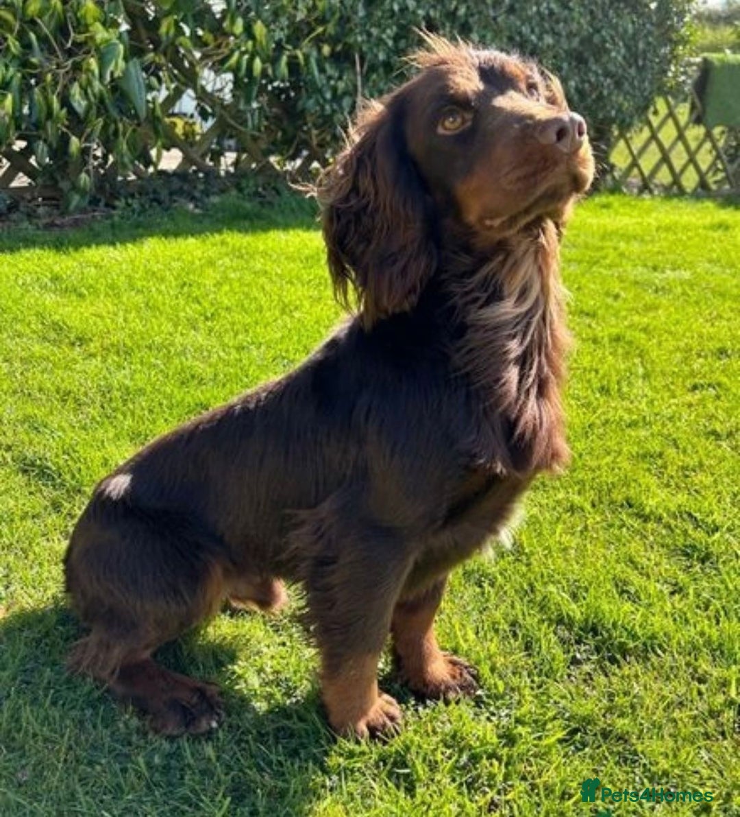 Cocker Spaniel dogs for sale: Extensively Health tested cocker spaniels Puppies  - Advert 17