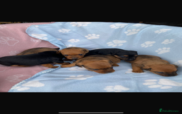 Lakeland Terrier dogs for sale: Lakeland terrier puppies for sale - Image 4